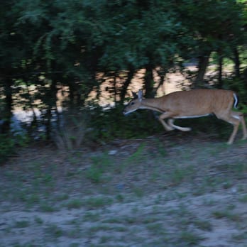 Barrier Island Station - I must've gotten too close and spooked her, she took off North into the brush. - Vacation Rentals Near Me - Kill Devil Hills, North Carolina