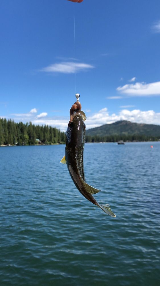 SHORE ACRES RESORT ON LOON LAKE 15 Reviews Resorts 41987 Shore