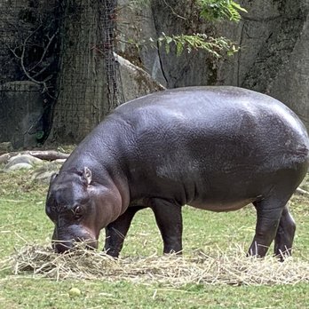 Brookfield Zoo Chicago - Zoos Near Me - Brookfield, Illinois Brookfield Zoo Chicago - Zoos Near Me - Brookfield, Illinois