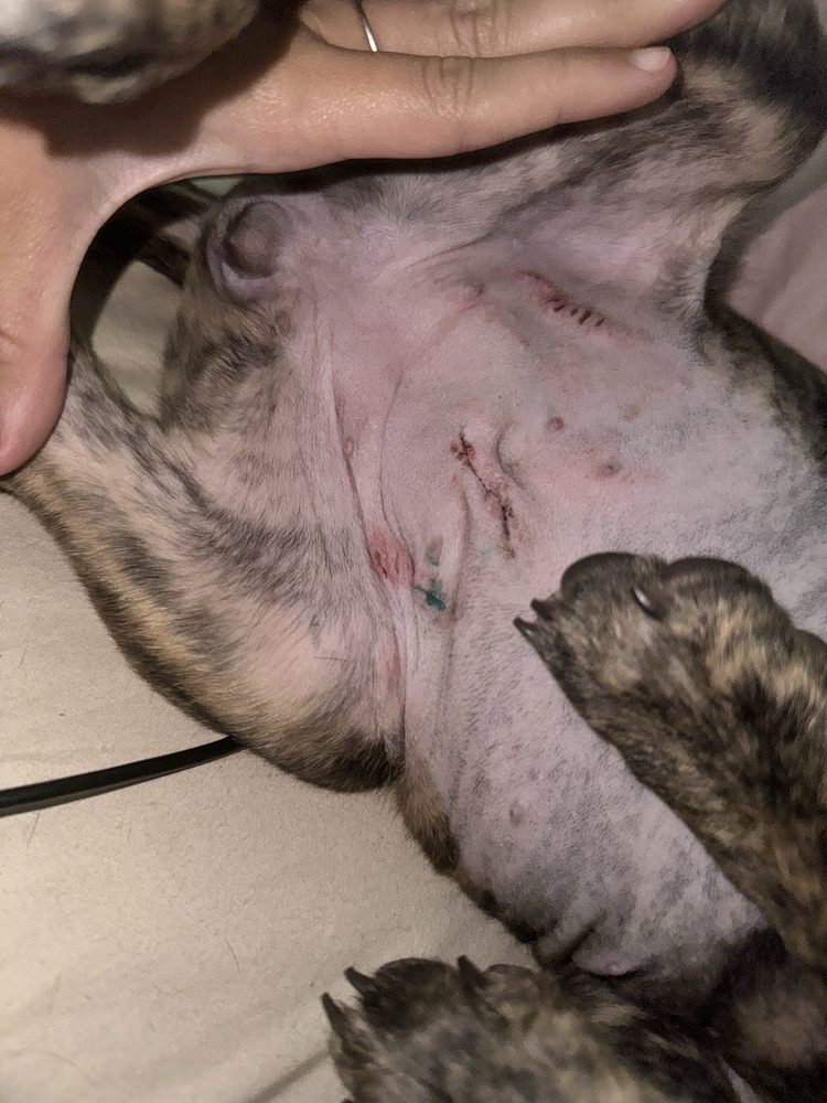 Flagler Humane Society Image