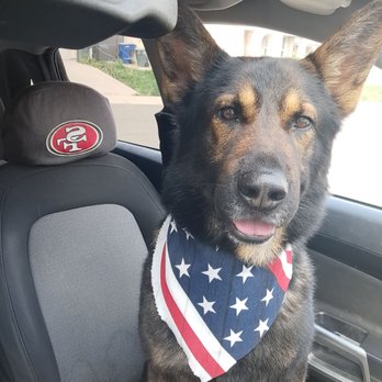 FurEver Grooming - I took my boy Enzo looking like a million bucks! - Pet Groomers Near Me - Rio Linda, California