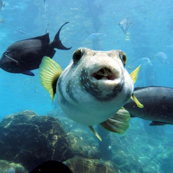 Discovery Cove - Amusement Parks Near Me - Orlando, Florida