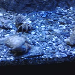 Acuario de Almuñecar