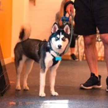 When Hounds Fly - Pet Training Near Me - Toronto, Ontario