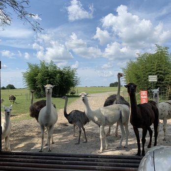 Tennessee Safari Park - Be careful when exiting each zone, as the animals CAN NOT cross through! (See the floor?) Their little hooves will get caught! - Parks Near Me - Alamo, Tennessee