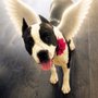 Furever Loved