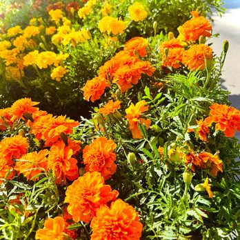 Armstrong Garden Centers - Marigolds - Nurseries & Gardening Near Me - Glendale, California