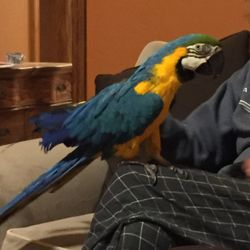 Wandering Gardens Inn &  Craft Farm - Mascot of Wandering Inn and Gardens, Pico the blue and yellow macaw