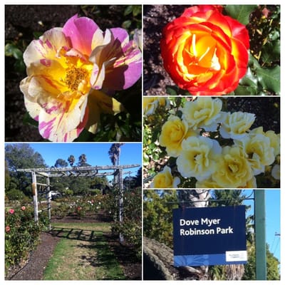 Dove Myer Robinson Park (Parnell Rose Garden) by null