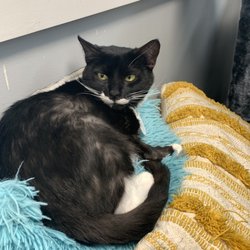 Purrfect Mugs Cat Cafe