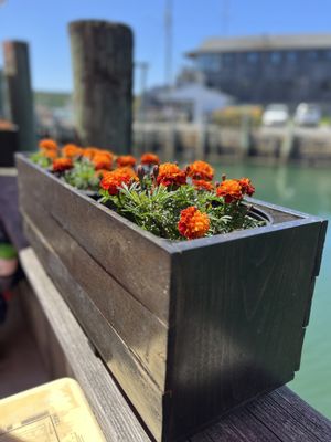 Beal's Lobster Pier by null