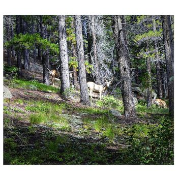 Lower Maxwell Falls Trail Head - Hiking Near Me - Evergreen, Colorado