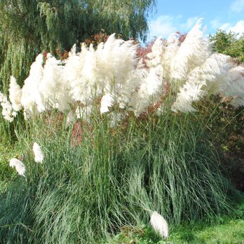 Marks Hall Gardens and Arboretun - I love pampas grass - Landmarks & Historical Buildings Near Me
