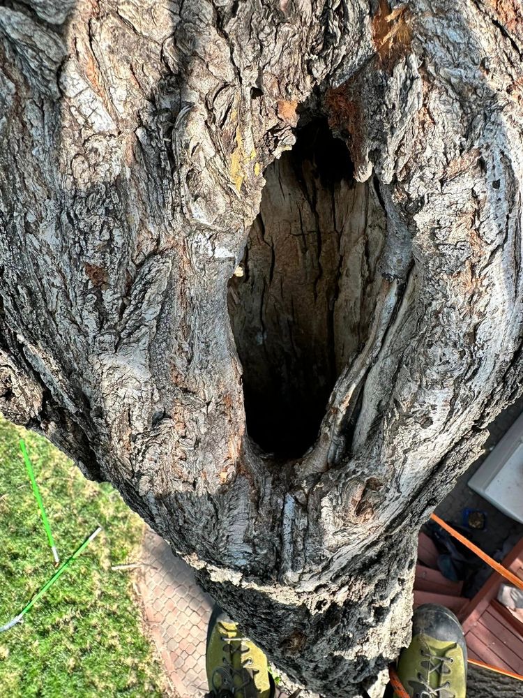 ICT Tree & Landscape - tree service in Wichita, KS