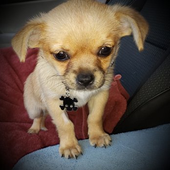 Ohana Veterinary Clinic - Veterinarians Near Me - Torrance, California