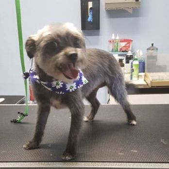 Acton Pet Grooming - Pet Groomers Near Me - Acton, California