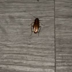 Express Inn and Suites - ROACHES AND BED BUGS