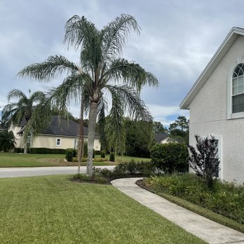 Old Timey Trees - Before - Tree Services Near Me