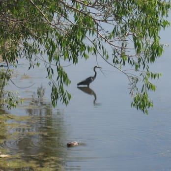 Lake Nokomis - A Grey Egret (I think) in contemplative respite. - Lakes Near Me - Minneapolis, Minnesota Lake Nokomis - A Grey Egret (I think) in contemplative respite. - Lakes Near Me - Minneapolis, Minnesota