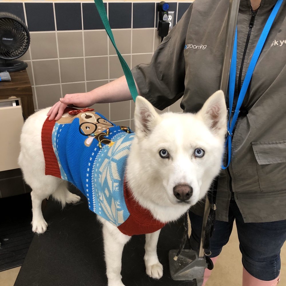Petco - Zoya after being groomed from Makali! - Pet Stores Near Me - Dublin, California Petco - Zoya after being groomed from Makali! - Pet Stores Near Me - Dublin, California