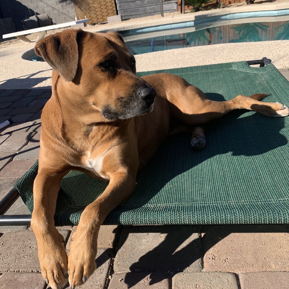 My dog!