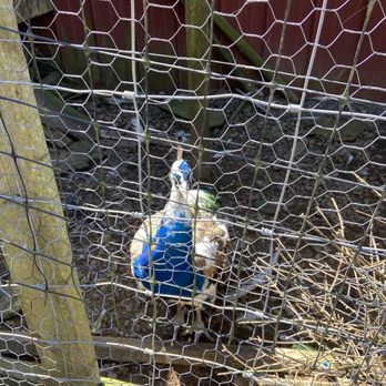 Hillview Farms - a chicken in a chicken coop - Fruits & Veggies Near Me - Gillette, New Jersey