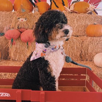 Tahoe Pumpkin Patch & Christmas Tree Lots - Christmas Trees Near Me - South Pasadena, California