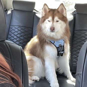 The Paw Spa - Post Bath - Pet Groomers Near Me - Dallas, Texas