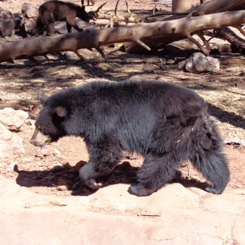 Bearizona - Zoos Near Me - Williams, Arizona Bearizona - Zoos Near Me - Williams, Arizona