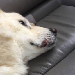 Last Day of Max's life and the same day he was picked up from Pets Inn Suites