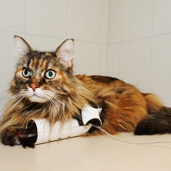 Dr. Karin Kamlage - Einer unserer Patienten bei der Behandlung - Veterinarians Near Me - Odenthal, NW