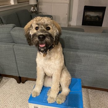 Jack Pack Training - Training is fun! - Pet Training Near Me Jack Pack Training - Training is fun! - Pet Training Near Me