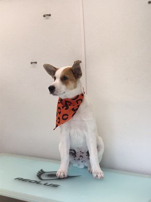 fantasy spa mobile pet grooming