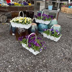DeNigris Garden Center - Pretty pansies