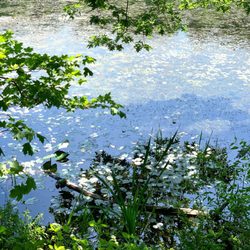 Wampus Pond Park - Naturally Lily
