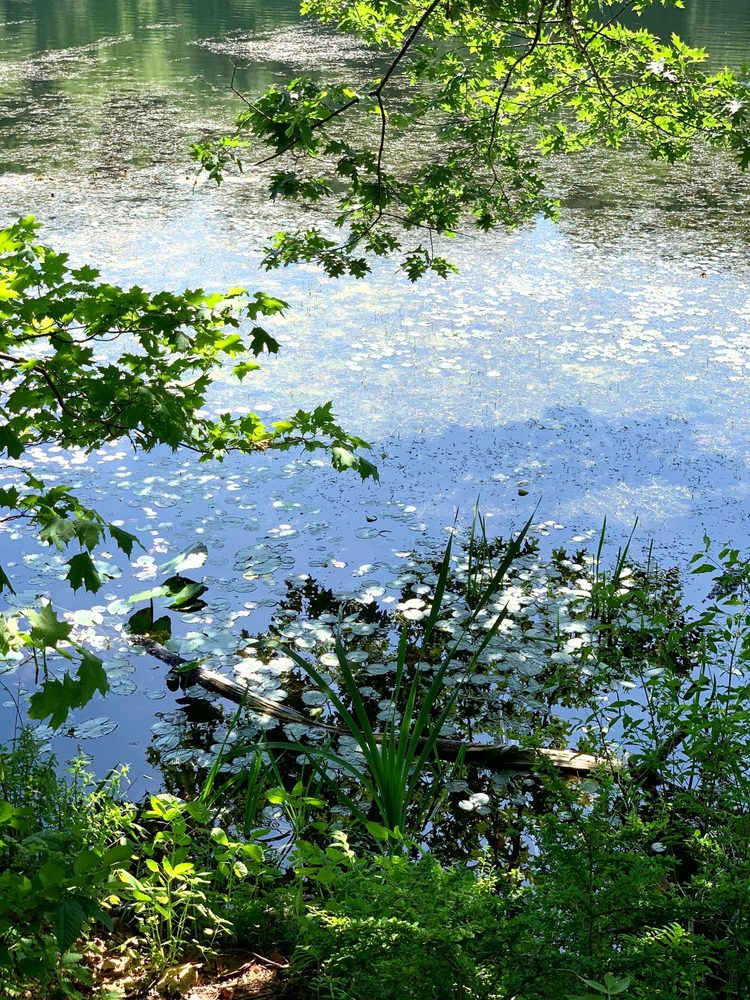 WAMPUS POND PARK Updated August 2024 25 Photos Rt 128, Armonk