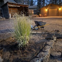 The Tree Yard - Pompous grass that I planted when I got home