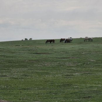 Theodore Roosevelt National Park - Wild horses (and bison) roam park lands - Parks Near Me - Medora, North Dakota Theodore Roosevelt National Park - Wild horses (and bison) roam park lands - Parks Near Me - Medora, North Dakota