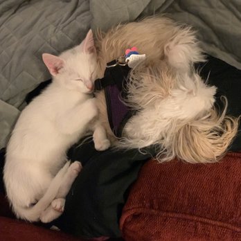 Dumb Friends League - Storm and Ana, Day 2 11/2019 - Animal Shelters Near Me - Denver, Colorado Dumb Friends League - Storm and Ana, Day 2 11/2019 - Animal Shelters Near Me - Denver, Colorado