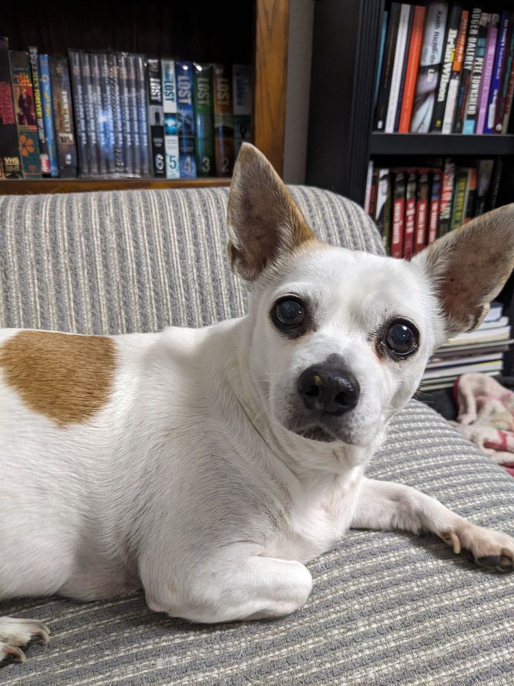 TIMBERLINE ANIMAL HOSPITAL Updated October 2024 21 Reviews 3309 N