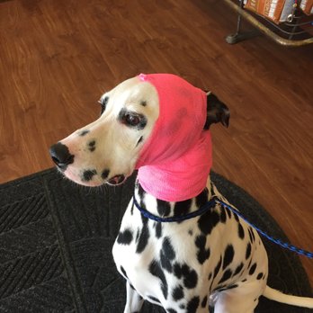 Downtown Hound - A closer look at my dog who was attacked by a dog - even though they were specifically instructed not to expose her to other dogs - Pet Sitting Near Me - Omaha, Nebraska