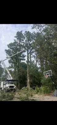 10-7 Tree Service on Yelp