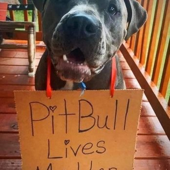 Miss Emily's Bed & Biscuit - Pitbull Lives Matter - Pet Sitting Near Me - Orlando, Florida Miss Emily's Bed & Biscuit - Pitbull Lives Matter - Pet Sitting Near Me - Orlando, Florida