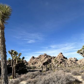 Hidden Valley Loop Trail - Some Joshua trees - Hiking Near Me