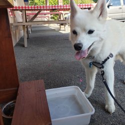Dog station