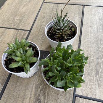 Potted Elephant - Nurseries & Gardening Near Me - Portland, Oregon