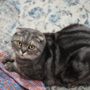 Photo of North County Cat Hospital