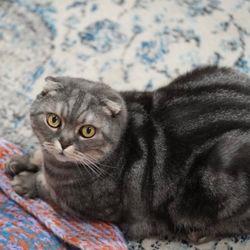 North County Cat Hospital - Pusheen