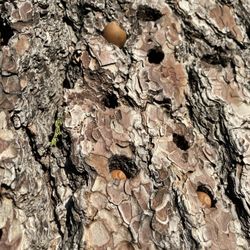 Laguna Mountain Lodge & Trading Post - Pine tree with acorns stored in the truck by the MANY Acorn Woodpeckers that call this home
