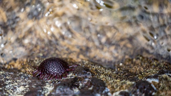 Keawakapu Beach by null